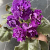 African Violet RM-Byzantine Rose
