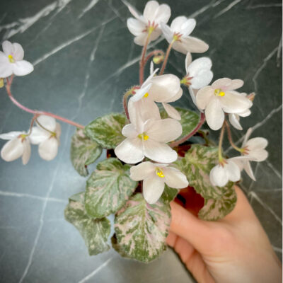 S. Diplotricha Variegata