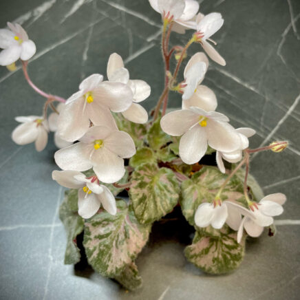 S. Diplotricha Variegata