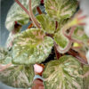 S. Diplotricha Variegata